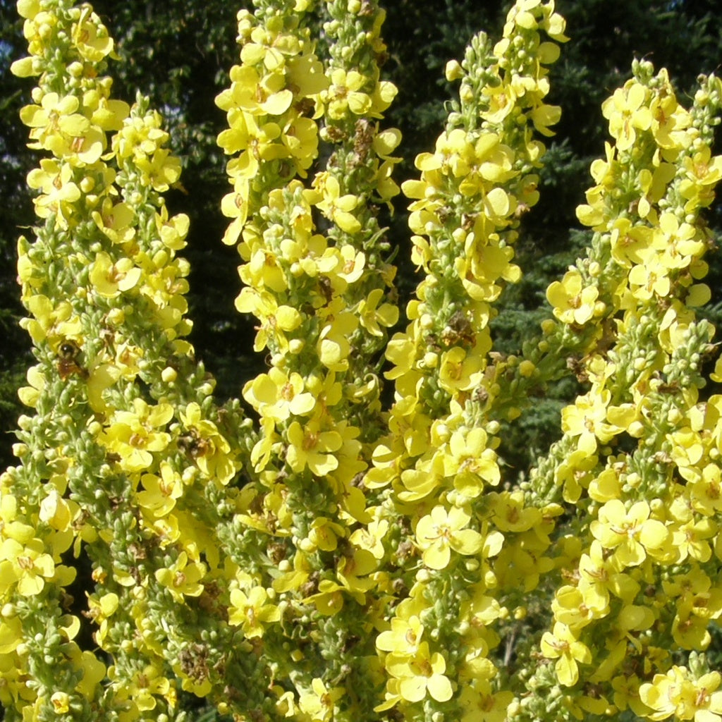 Molène d’Olympe - Bio