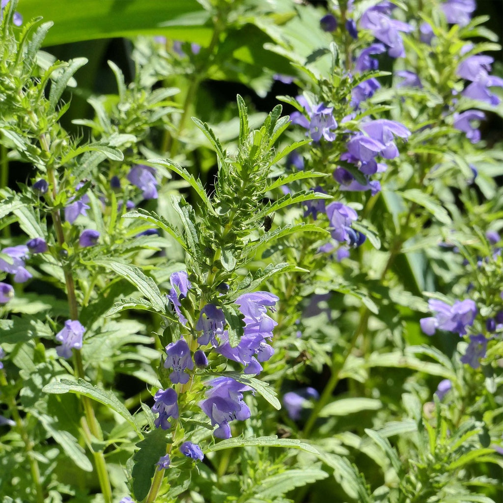 Mélisse de Moldavie - Bio