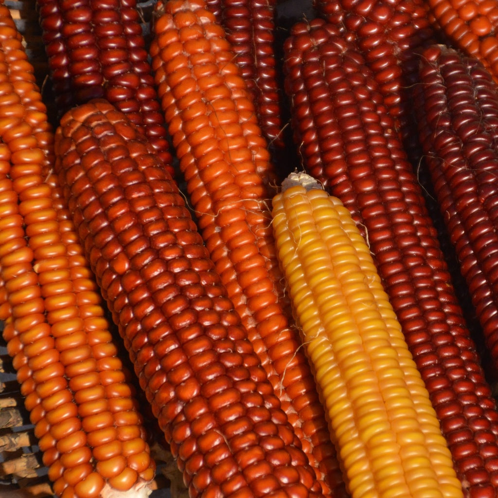 Maïs Abénaki Calais - Bio