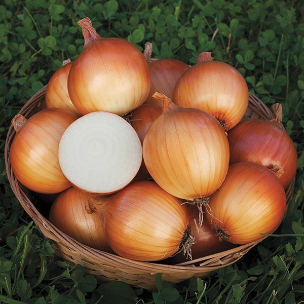 Oignon New York Early - Bio