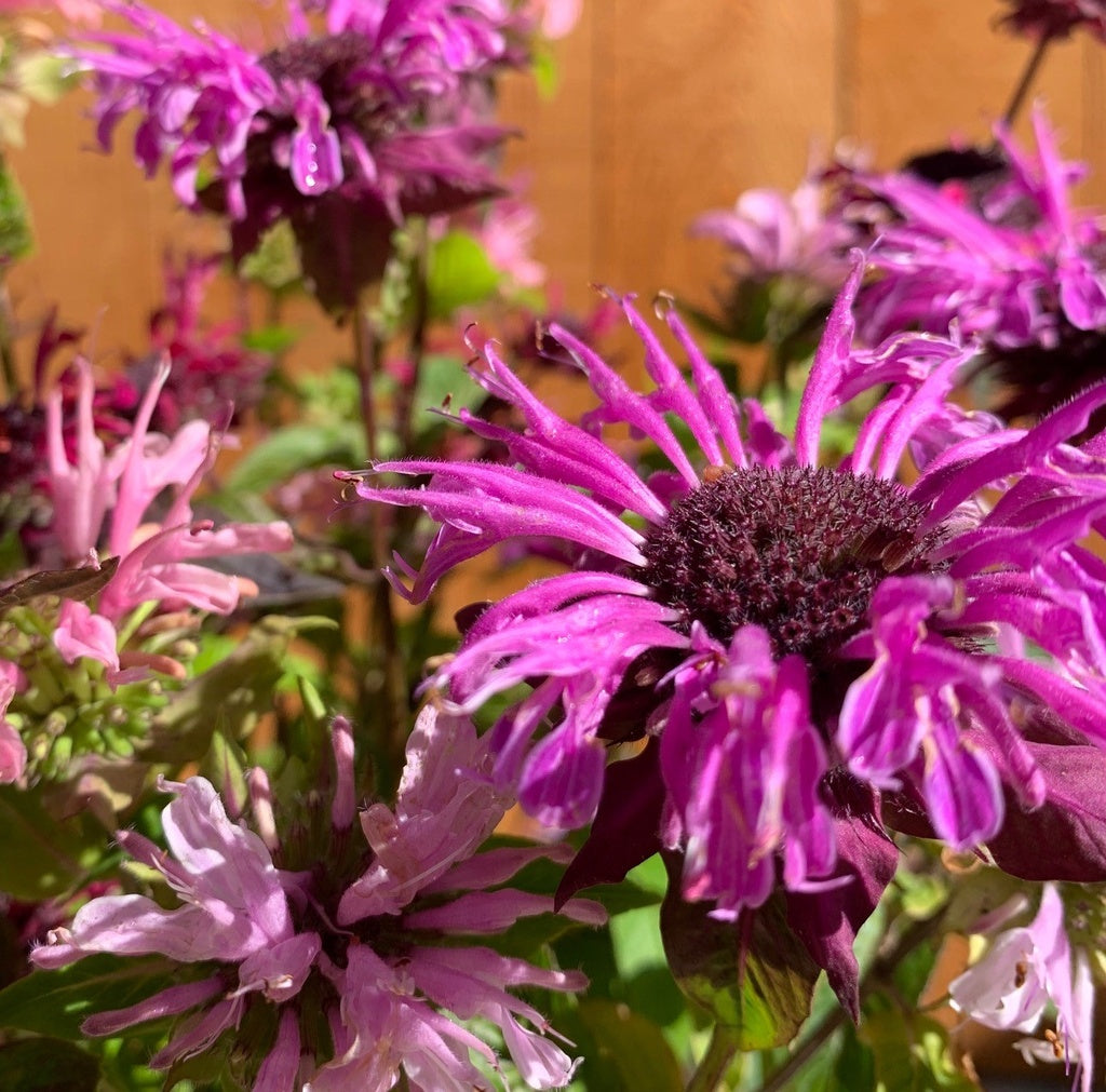 Monarda Panorama mixed - Organic
