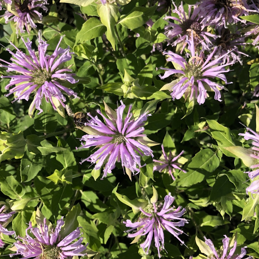 Fistulous Monarda - Organic