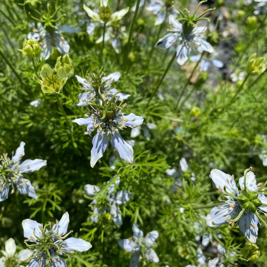 Nigelle Cumin noir - Bio