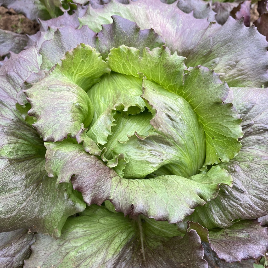 Laitue pommée Pablo - Bio