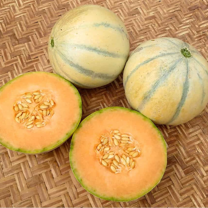 Roc Super-Early Melon - Organic