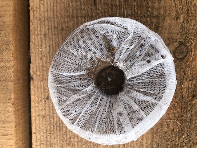 Pastilles de plantation Jiffy