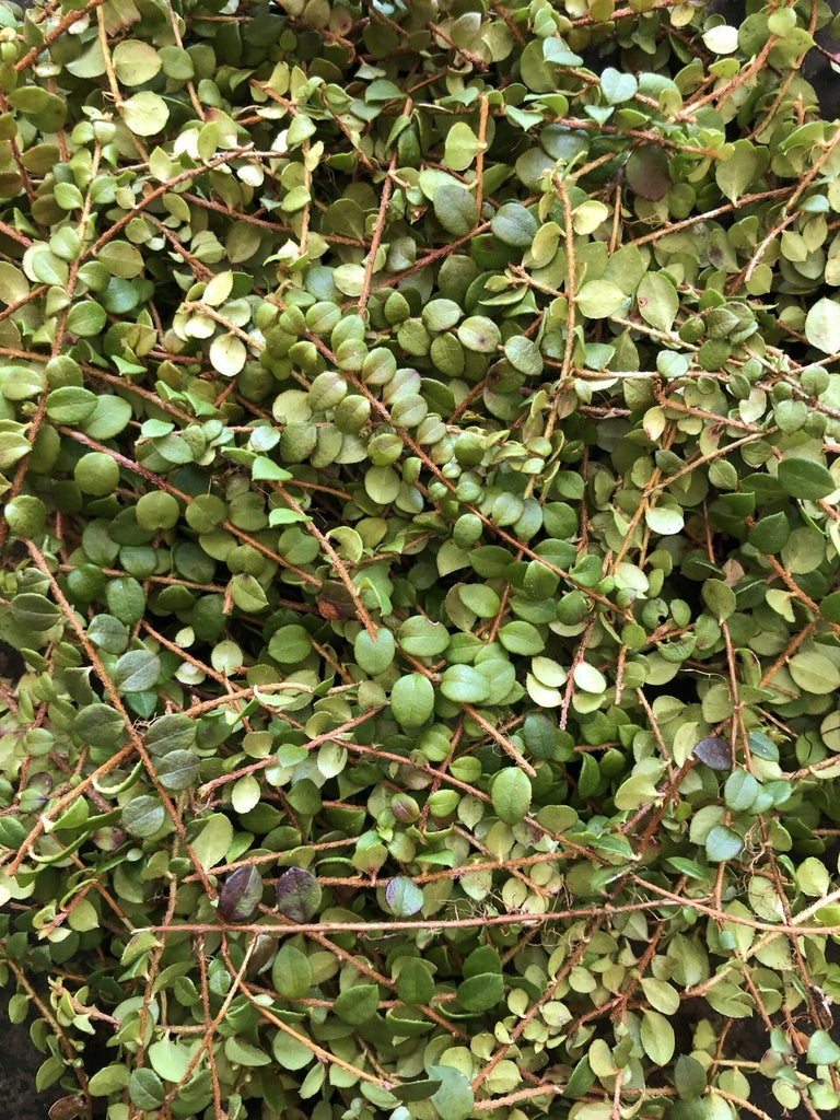 Little tea of ​​the woods