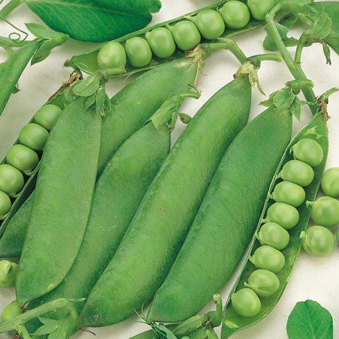 Pois Green Arrow - Bio