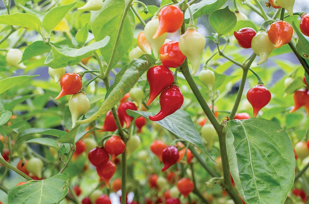 Piment Iracema Biquinho - Bio