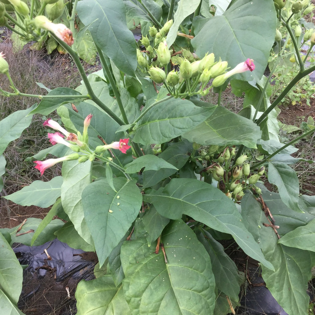 Nicotine Tabac Petit Canadien - Bio