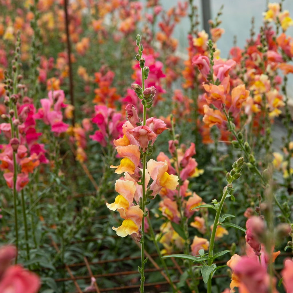 Muflier Orange Wonder - Bio