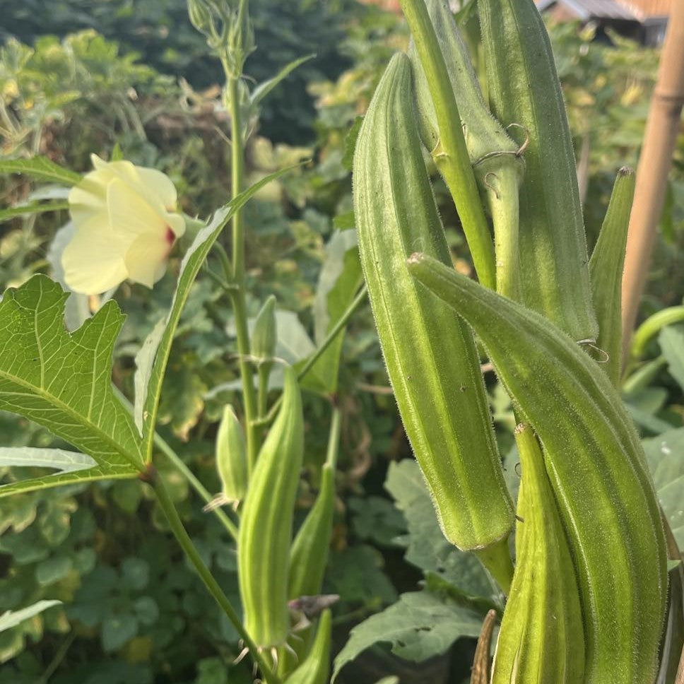 Okra Clemson Spineless - Bio