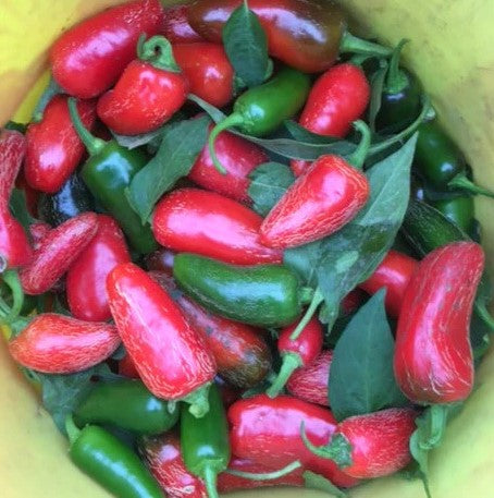 Piment Early Jalapeño - Bio