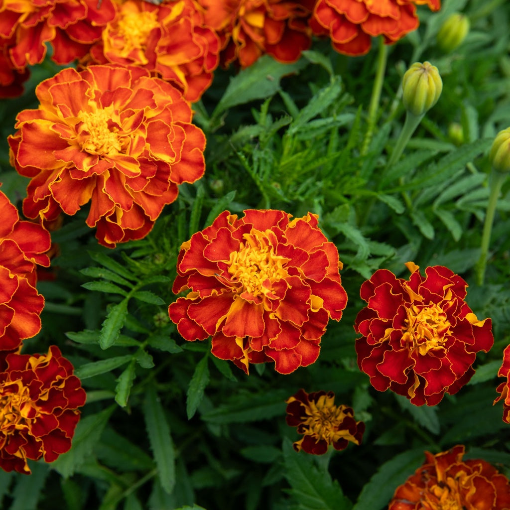 Oeillet d'Inde Carmen - Bio