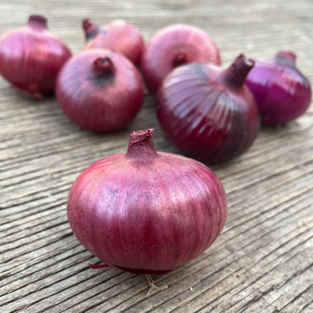 Oignon Red Wethersfield - Bio