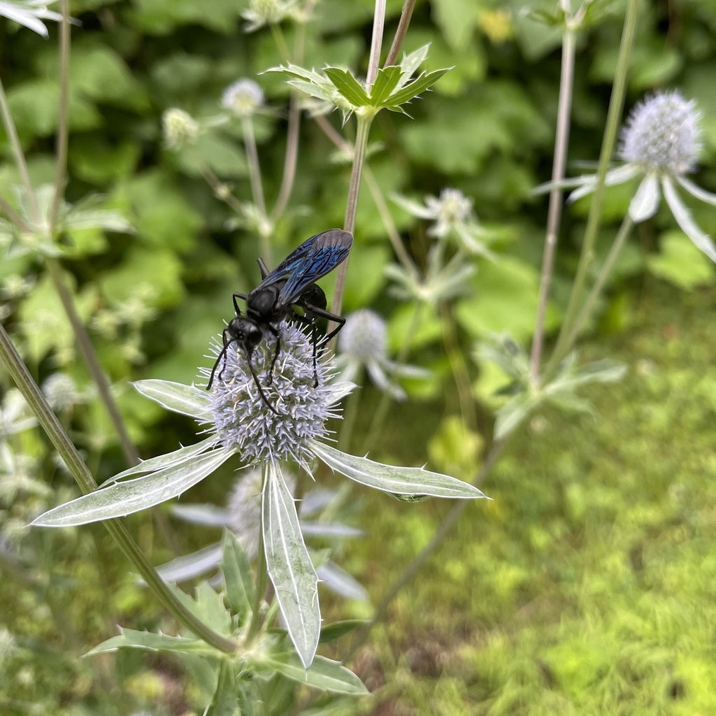 Flat-leaved sea holly - Organic