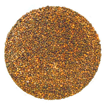 Roquette à germer - Bio