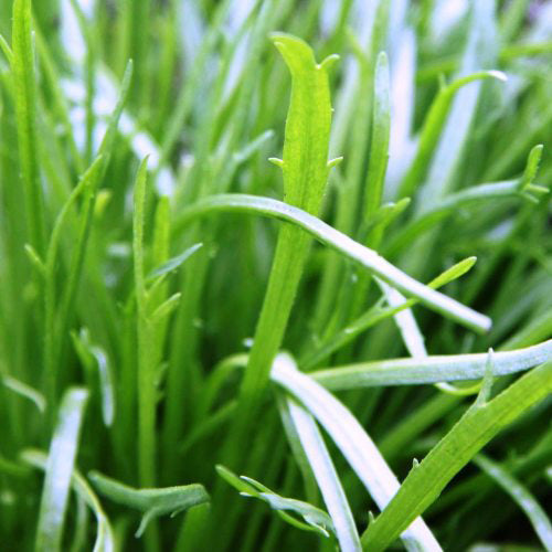 Plantain corne de cerf - Bio