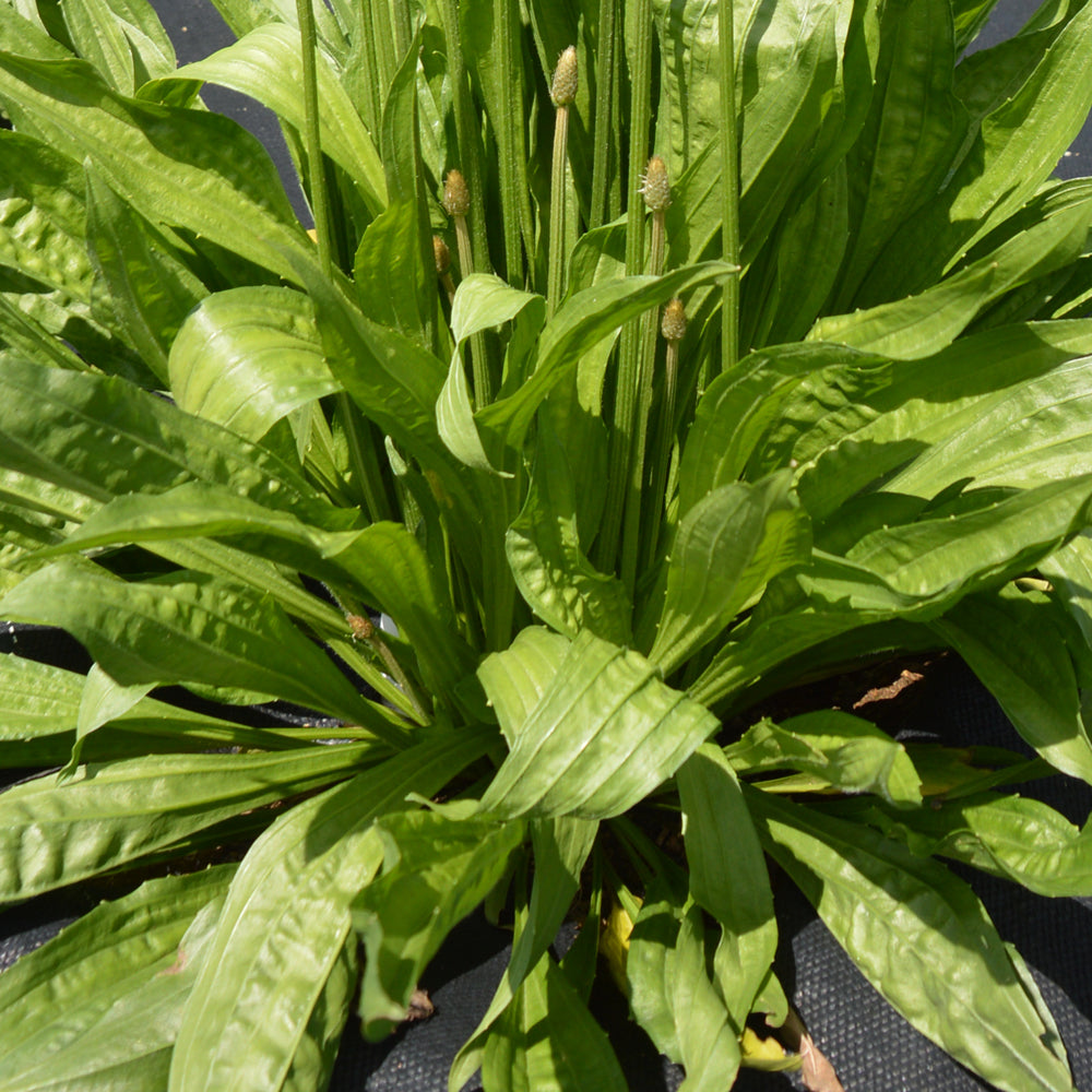 Plantain Lancéolé - Bio