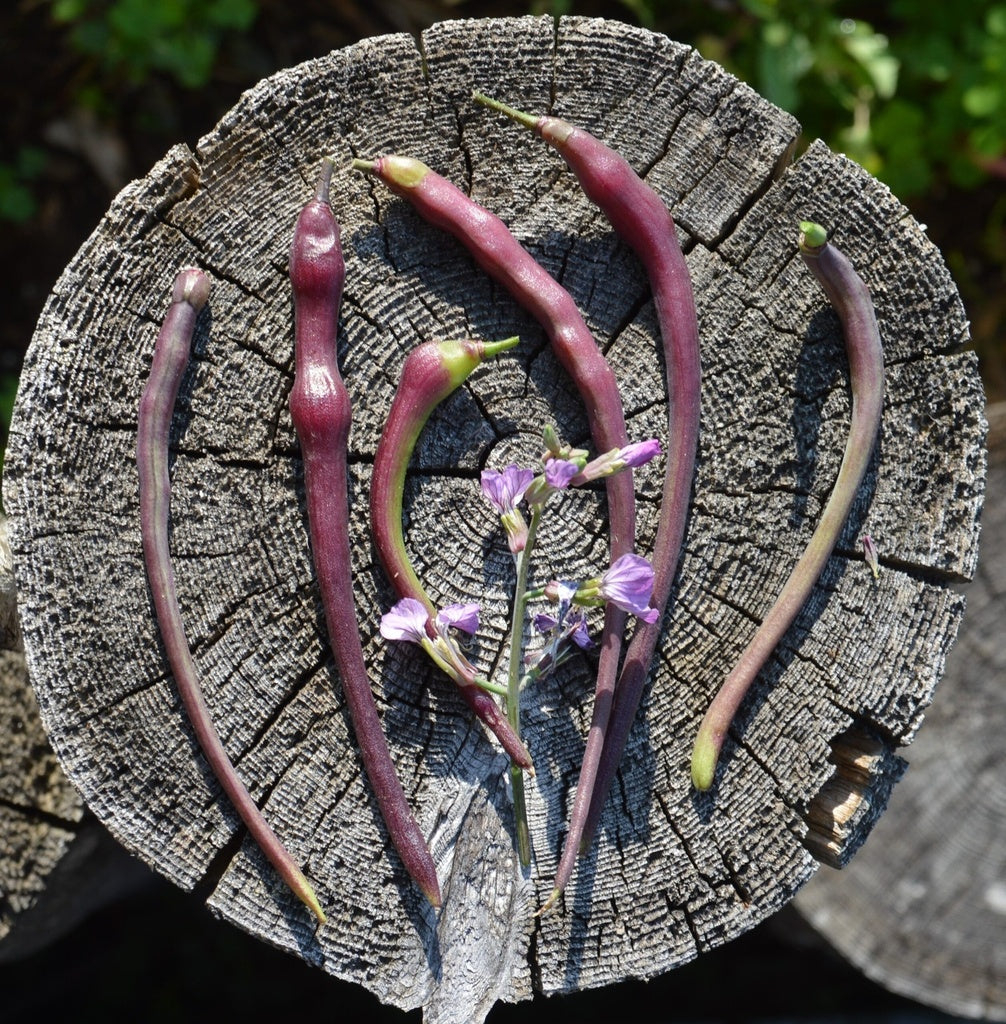 Radis Dragon's Tail - Bio