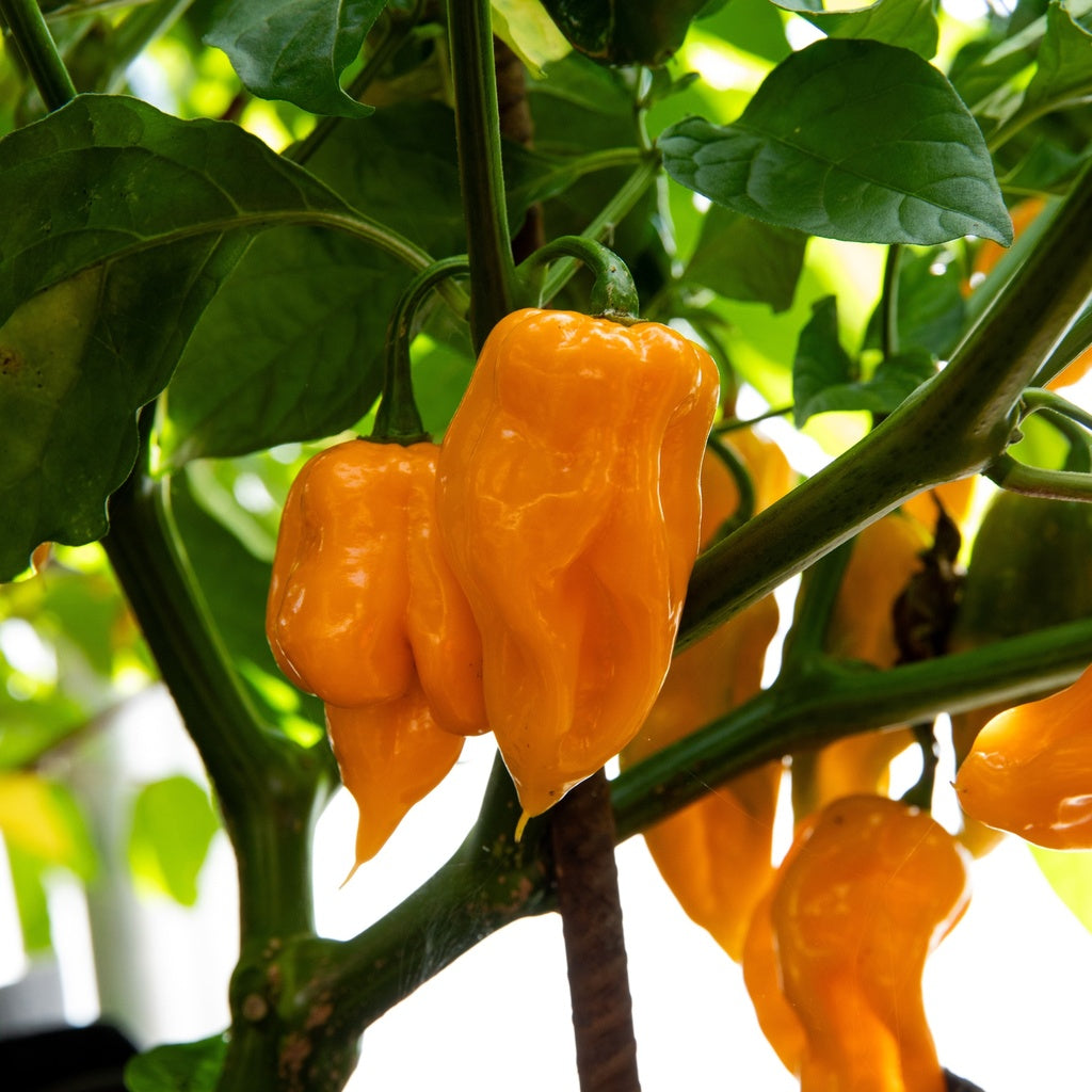 Piment Trinidad Scorpion Orange - Bio