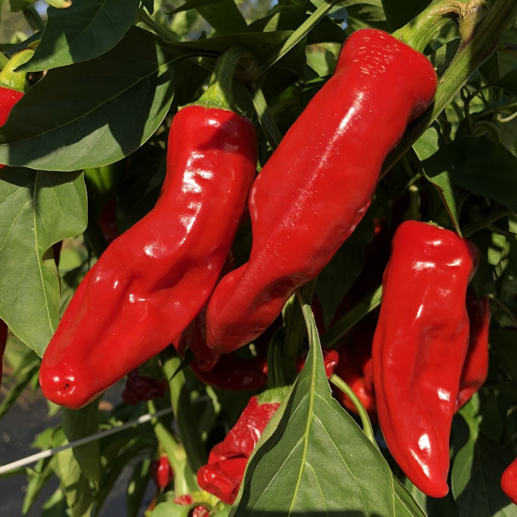 Piment Choricero - Bio