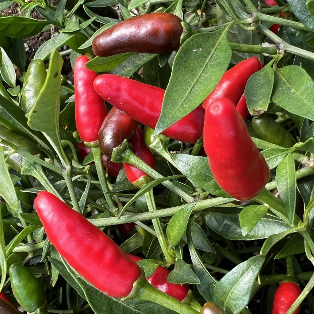 Piment Piri-Piri - Bio