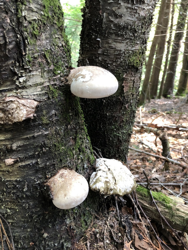 Polypore du bouleau
