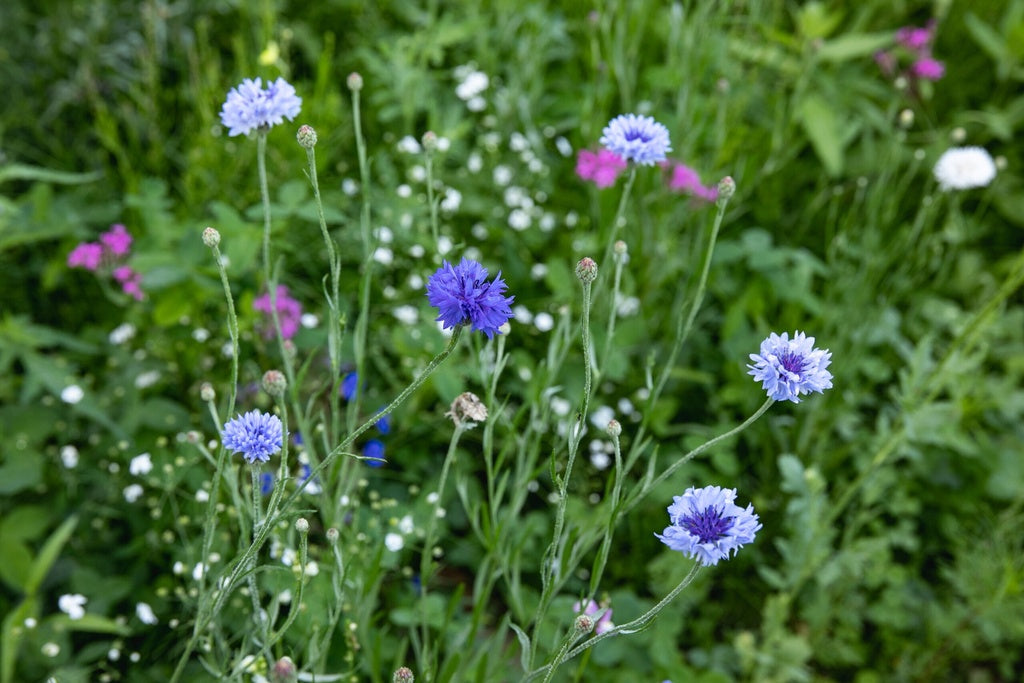 Pré-fleuri - Semences en mélange d’Herbionik