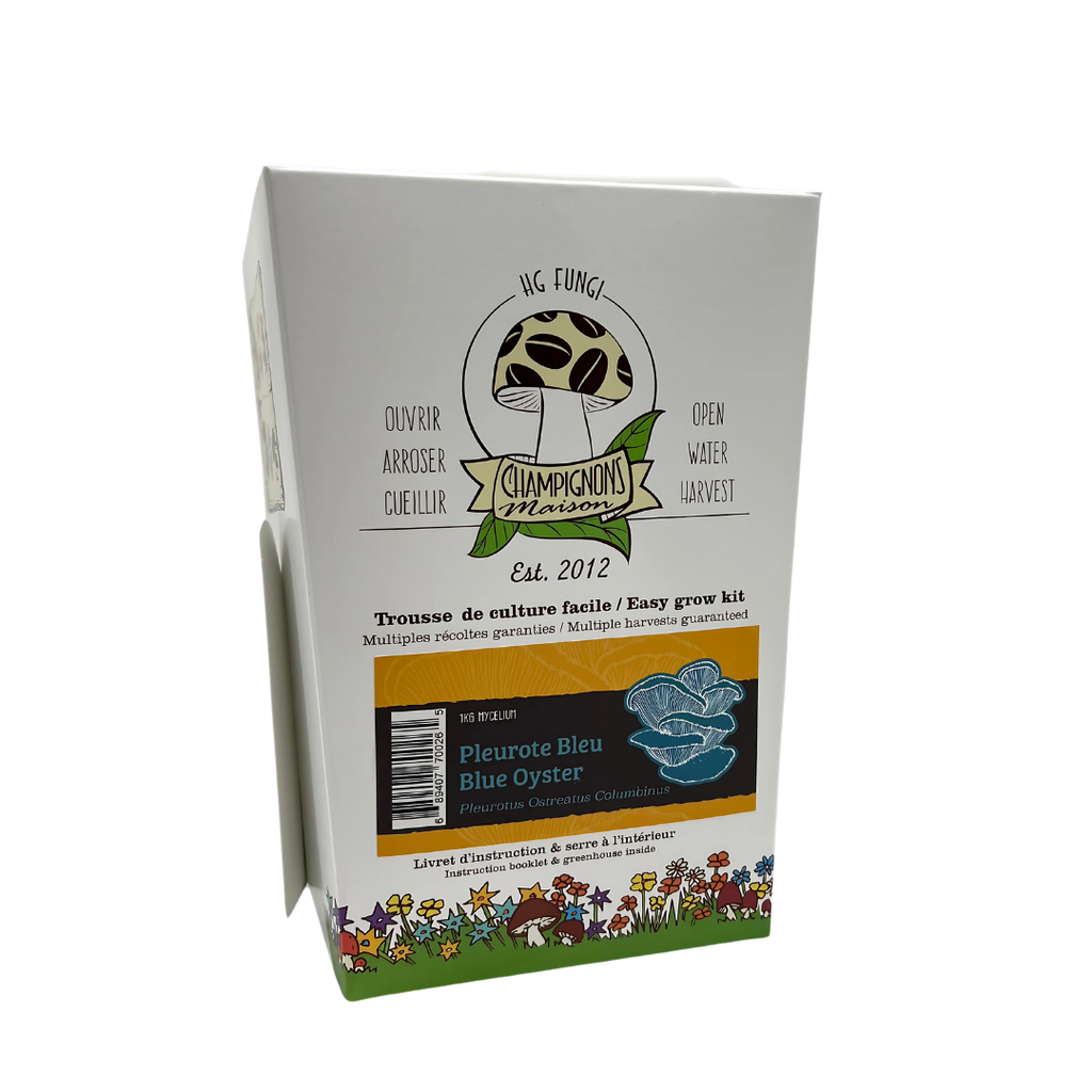 Blue Oyster Mushroom - Growing Kit - Pleurotus ostratus var. colombinus