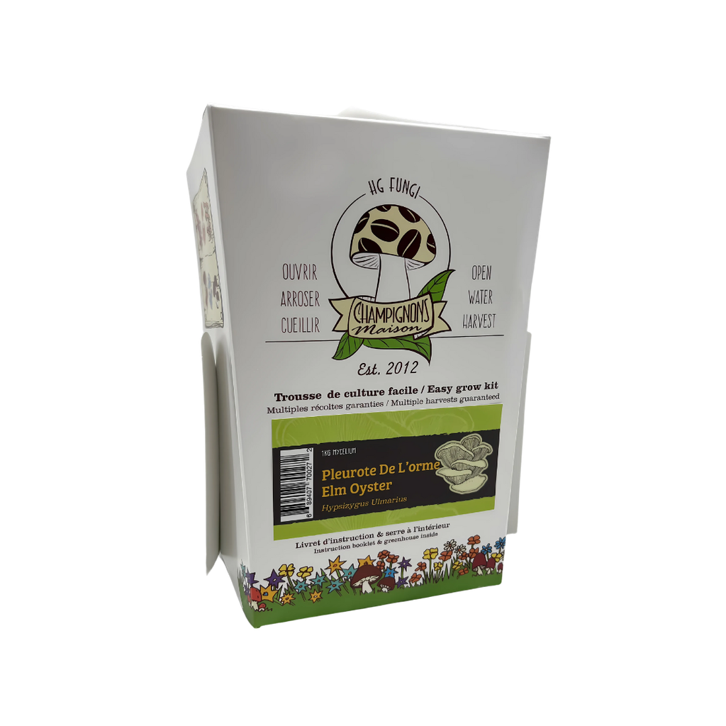 Elm Mushroom - Growing Kit - Hypsizigus ulmarius