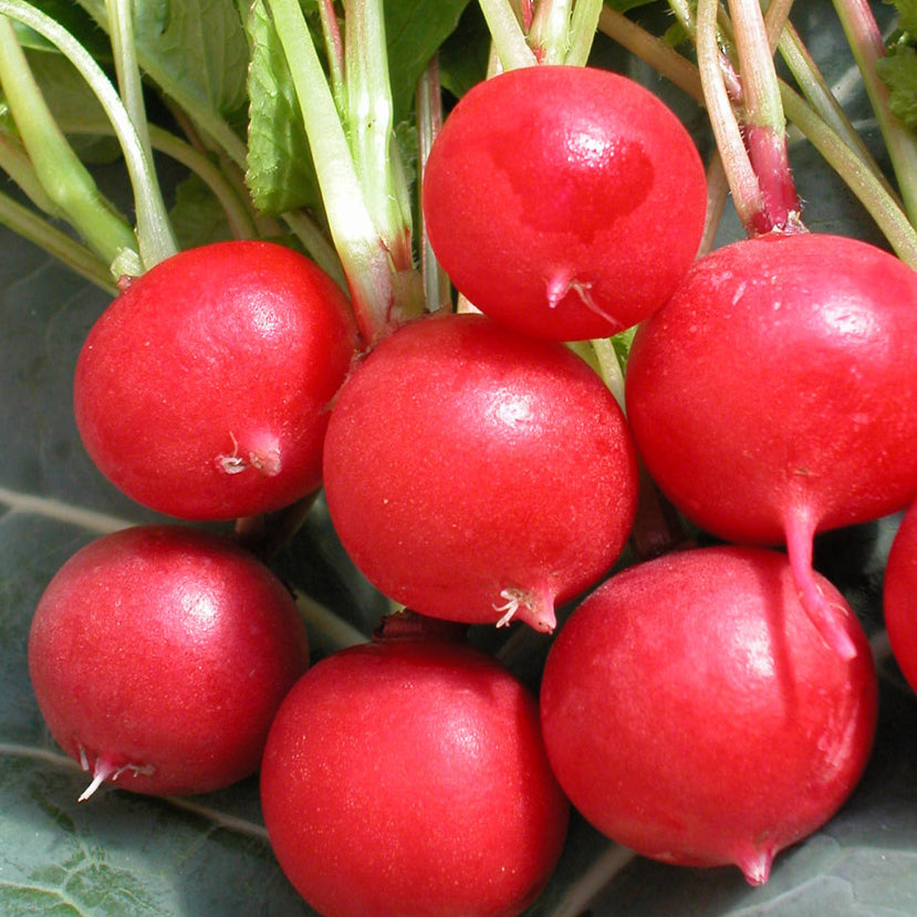 Radis Cherry Belle - Bio