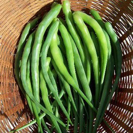 Radis Queue de Rat - Bio