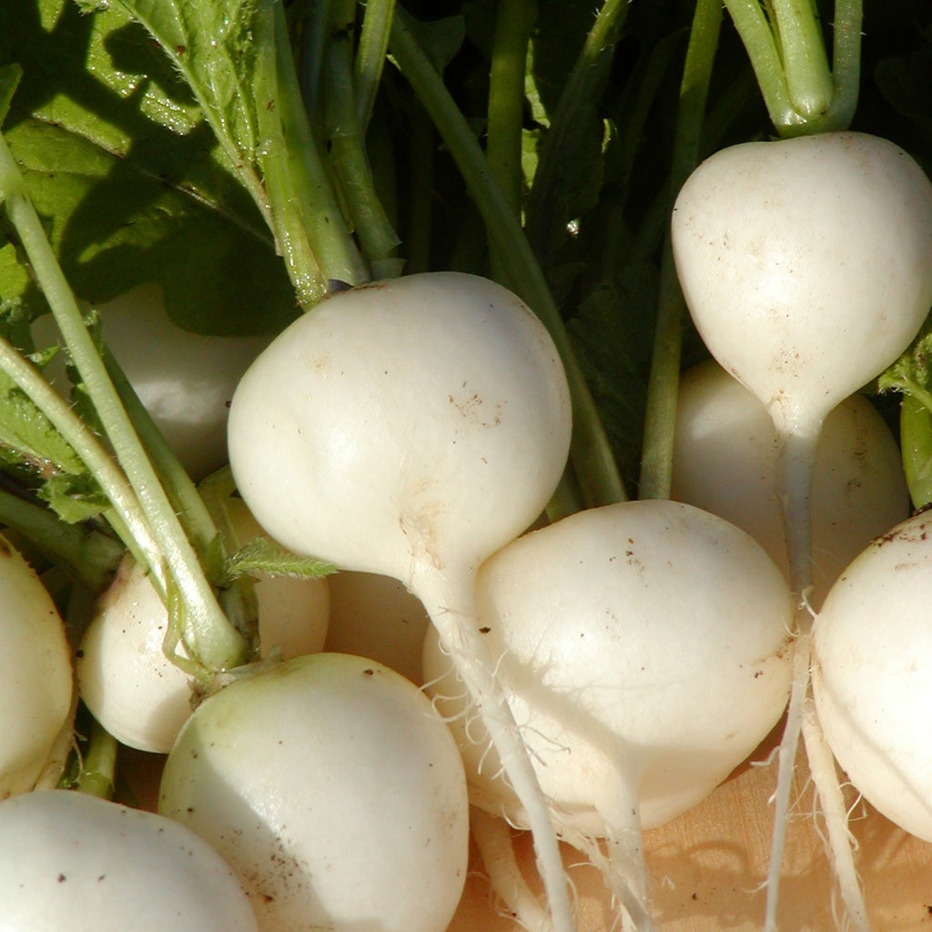 Radis Hailstone - Bio