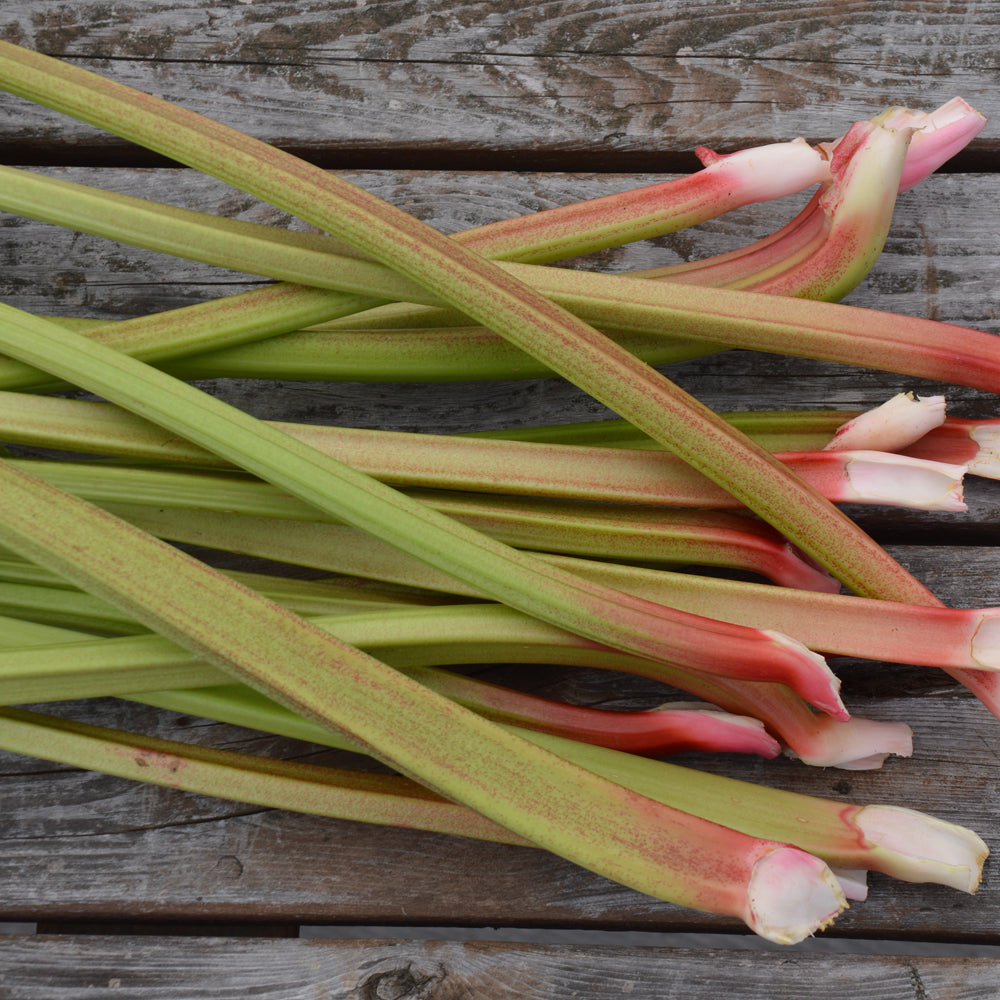 Rhubarbe Victoria - Bio