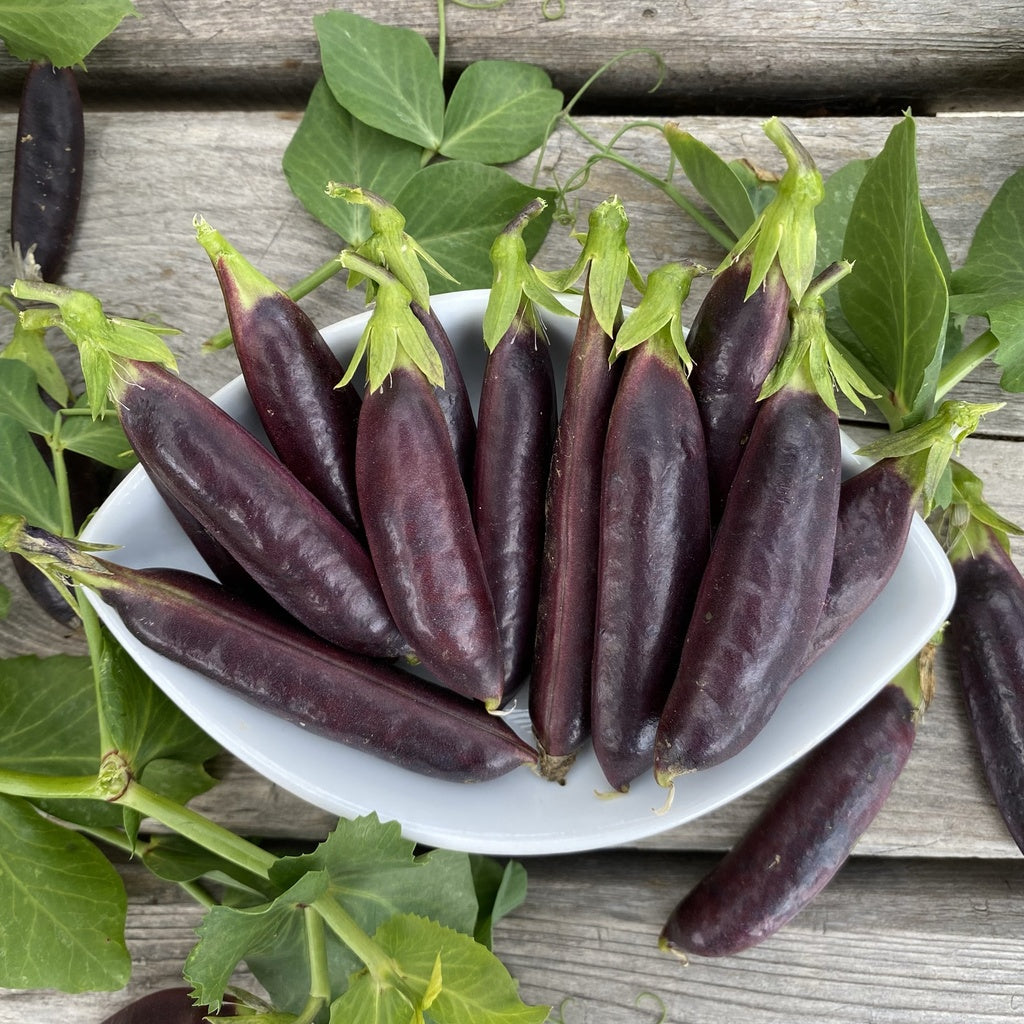 Pois Royal Snap II - Bio