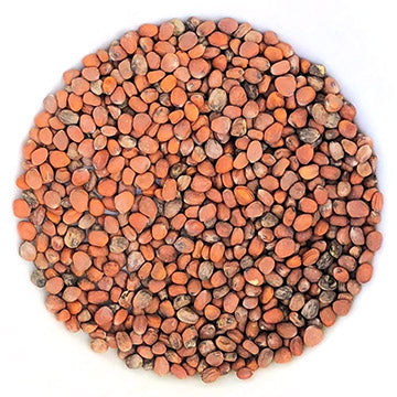 Radis venin à germer - Bio