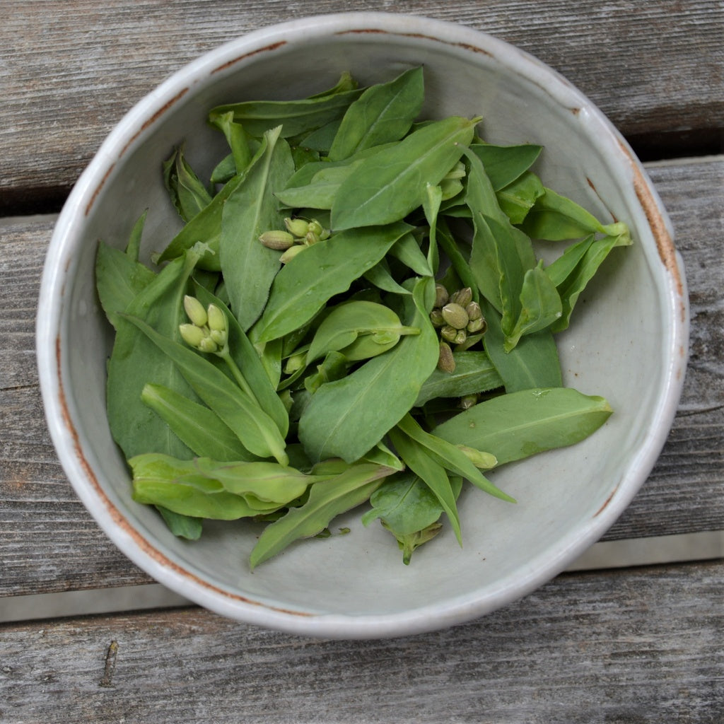 Silène enflé - Bio