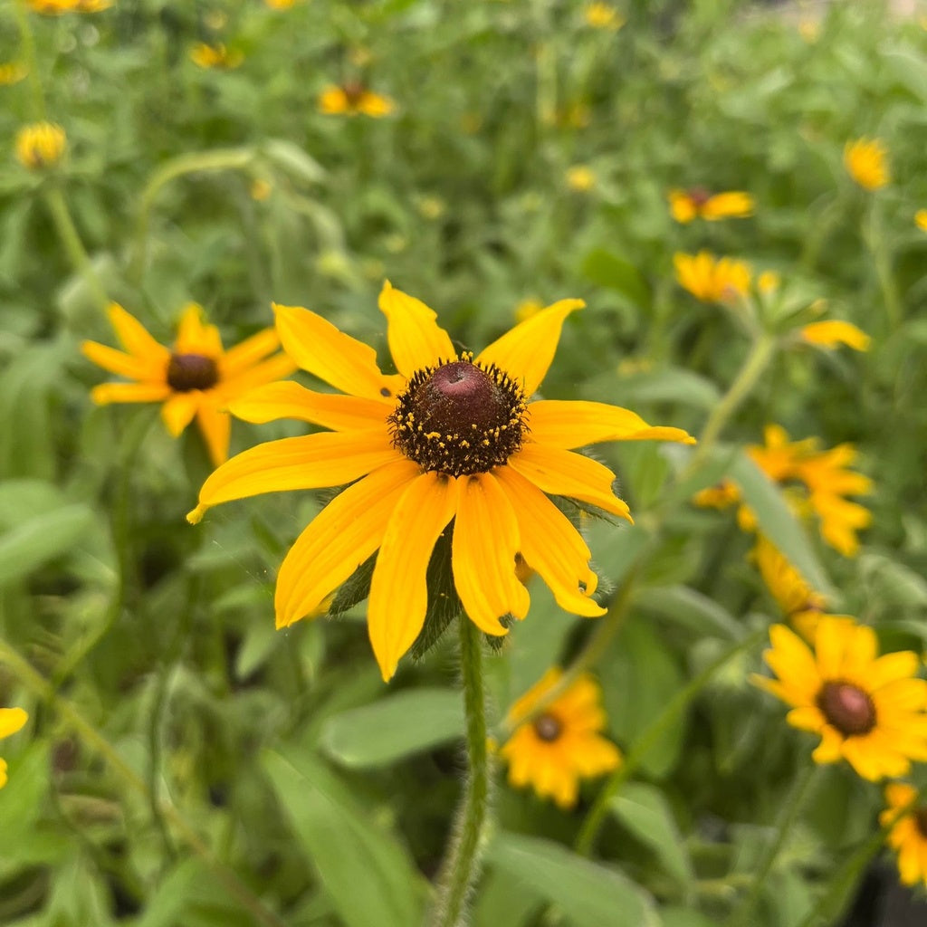 Rudbeckie hérissée - Bio
