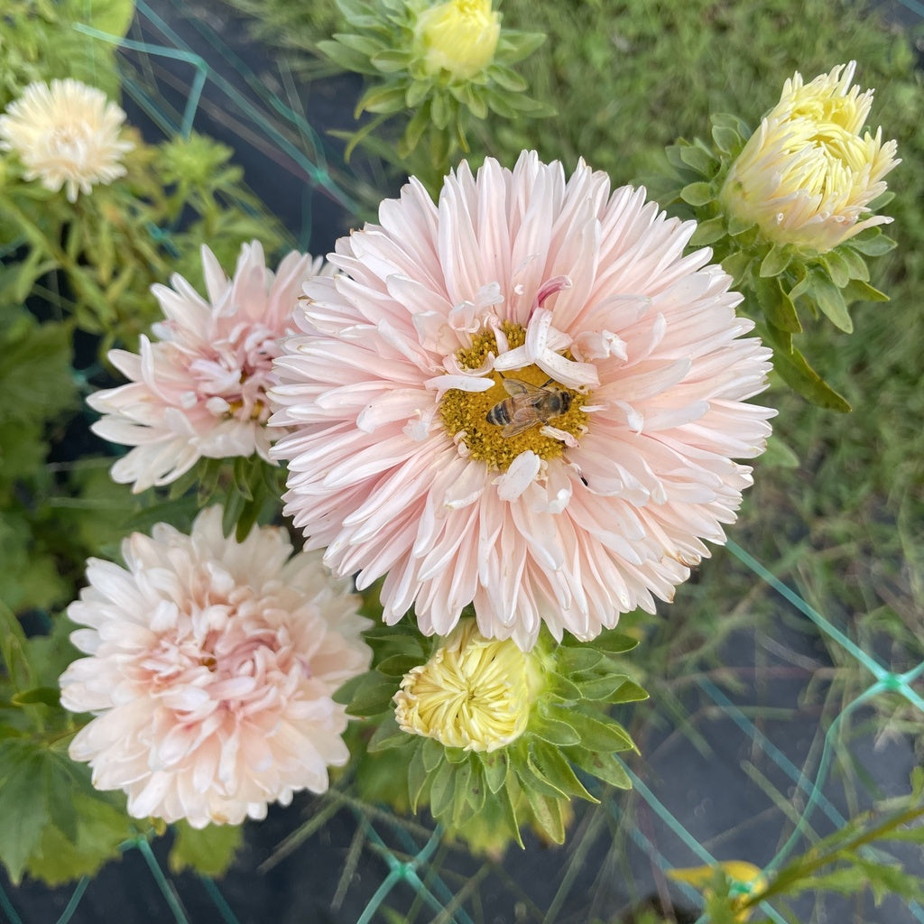 Reine-marguerite en mélange - Bio