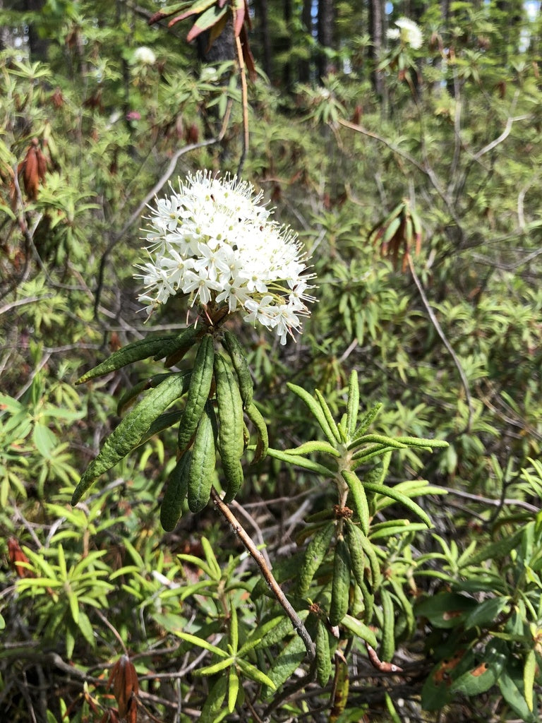 Spring Labrador Tea