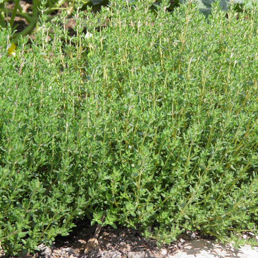 German thyme - Organic