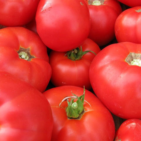 Tomate Beefsteak - Bio