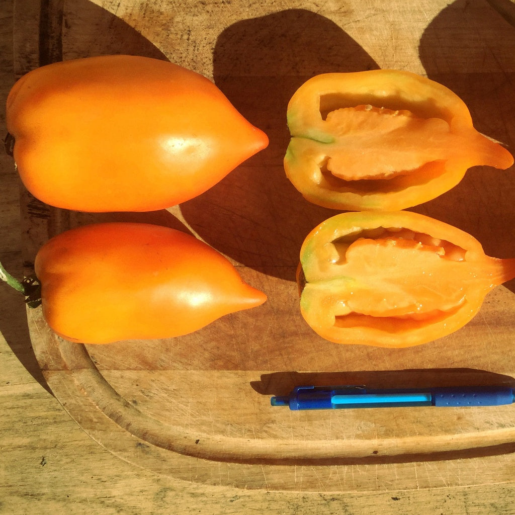 Tomate standard Poivron Jaune - Bio