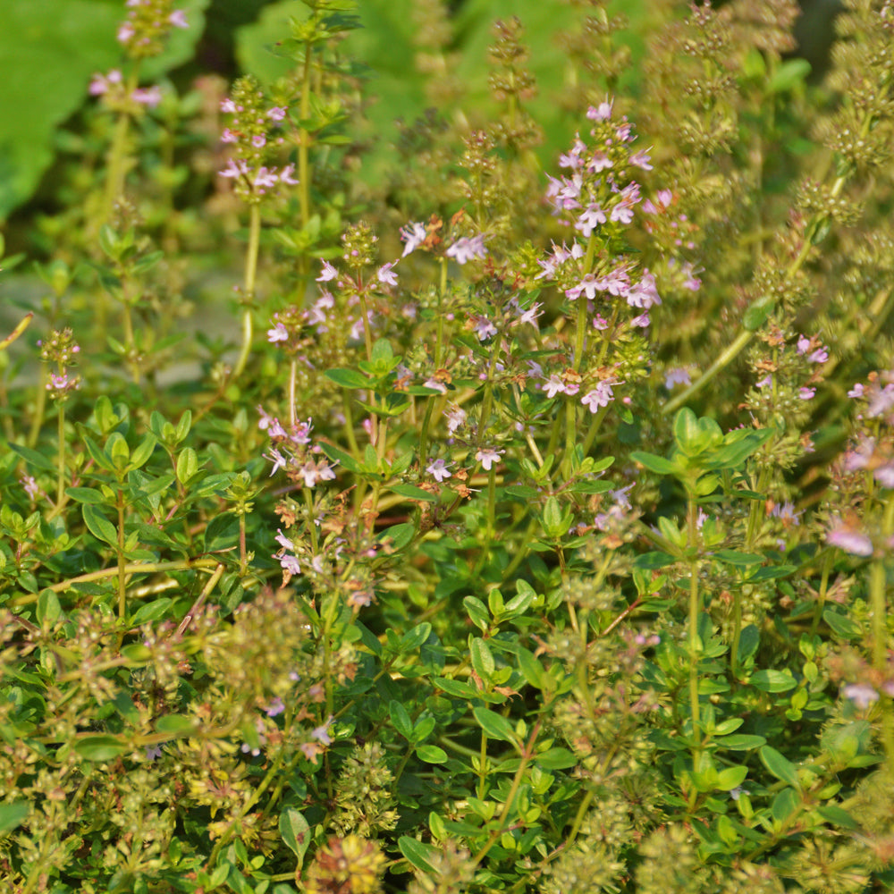 Wild Thyme - Organic