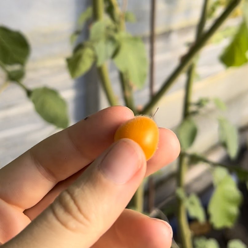 Tamarillo nain - Bio