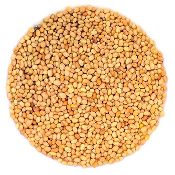 Trèfle Crimson à germer - Bio