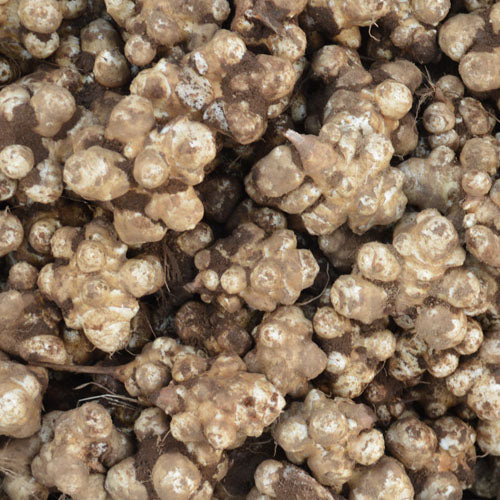 Topinambour Blanc ordinaire - Bio