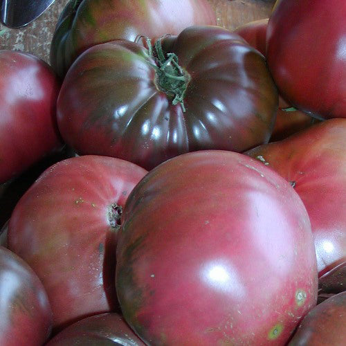 Tomate standard Black Sea Man - Bio