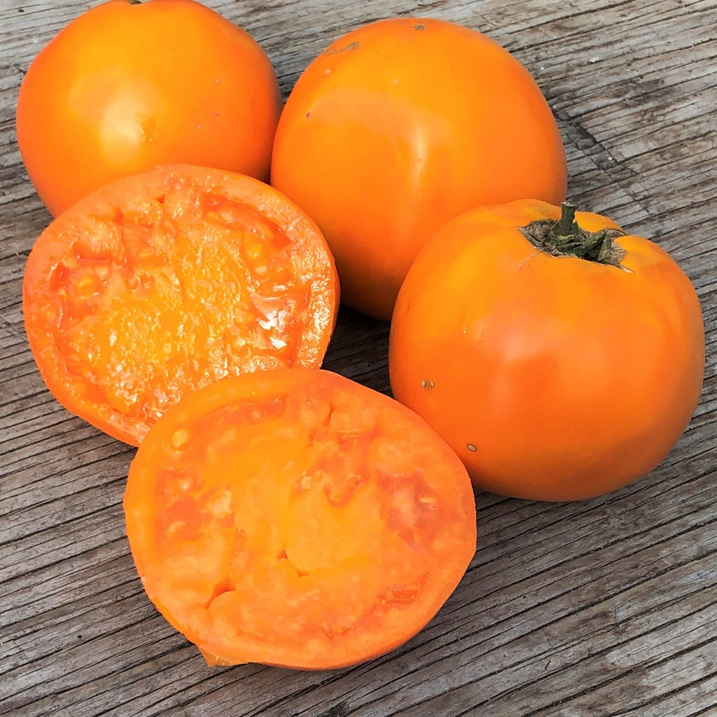 Tomate standard Golden Delight - Bio